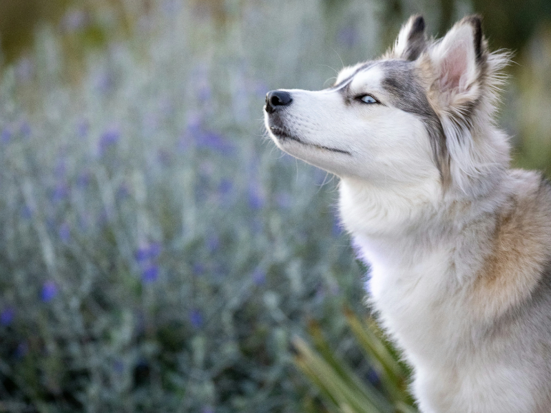 라벤더 꽃 앞의 개