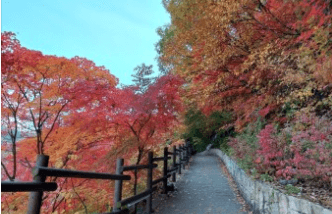 태백시 철암 단풍군락지
