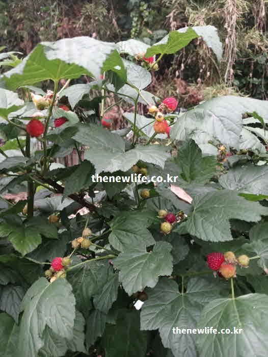산딸기 효능 부작용 주의사항 알레르기