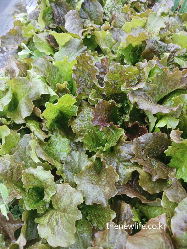Soft lettuce leaves with red and green hues blending gently under natural daylight-자연광 아래 붉은빛과 초록빛이 부드럽게 어우러진 상추 잎 – 생동감 있는 자연 색조의 조화