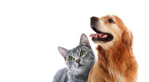 반려동물 키우는 방법