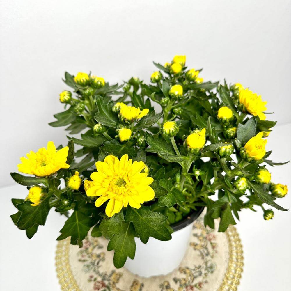 반려식물의 심리적 효과