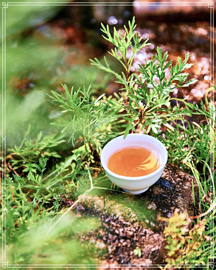 생방송 오늘저녁 경남 산청 지리산 힐링 티테라피 약초차 맛집