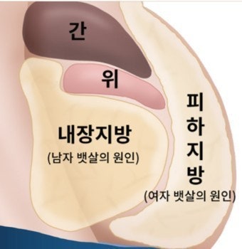 내장지방관리