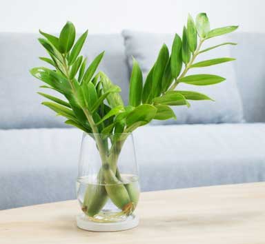 금전수-수경재배