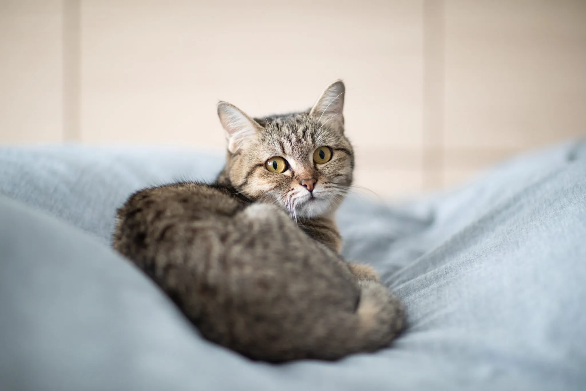 노령묘 질병 습식 사료_4