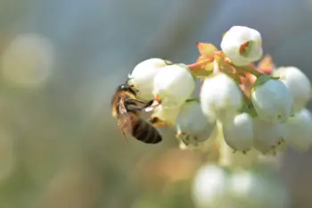 블루베리 가격 및 효능&amp;#44; 영양성분