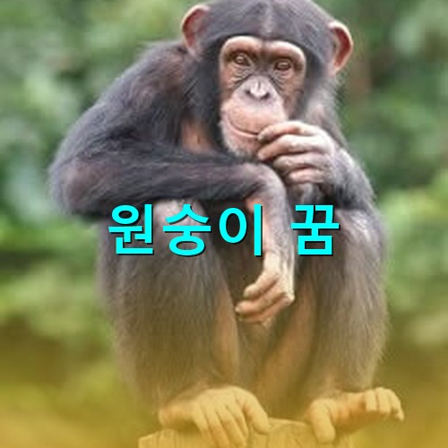 원숭이가-원통-통나무에-앉아-무엇인가-골똘히-생각하는-모습