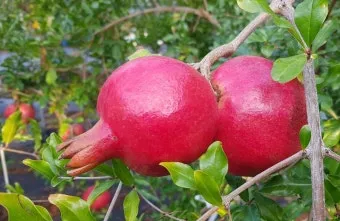 석류 재배 전정 요령 착과 관리 고온 피해 예방_12