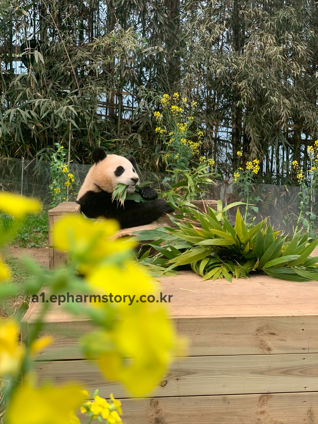 댓잎-먹는-푸바오