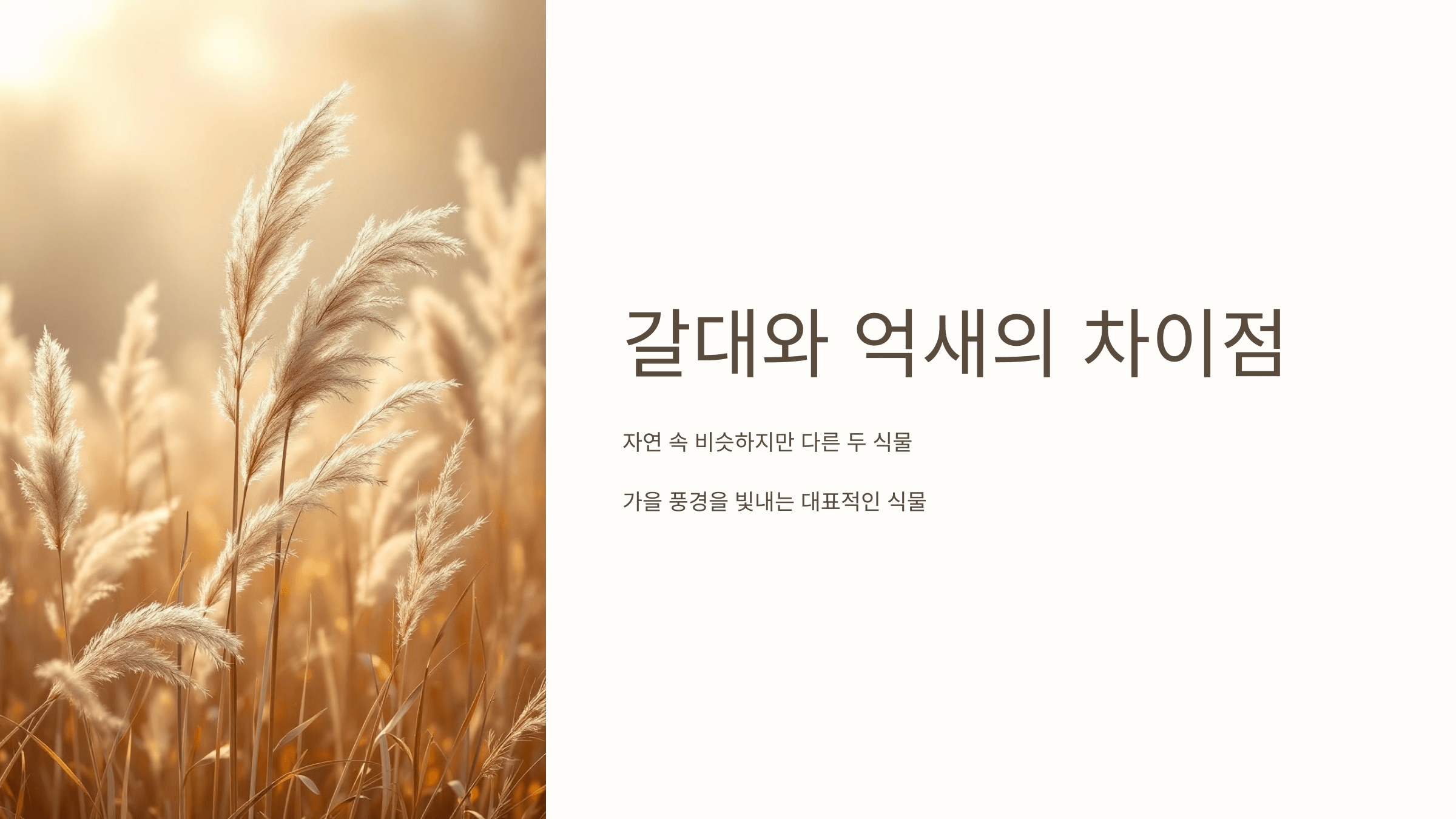 갈대와 억새의 모습입니다.