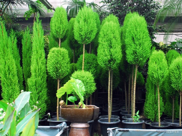 율마 사진입니다.