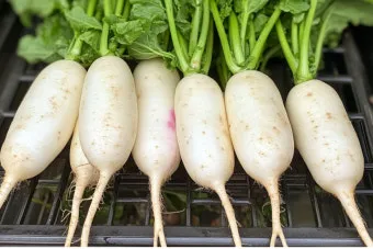 무우 효능 부작용 섭취 방법_5