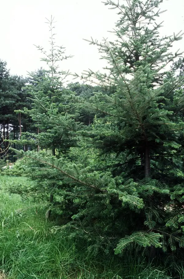 크리스마스 트리