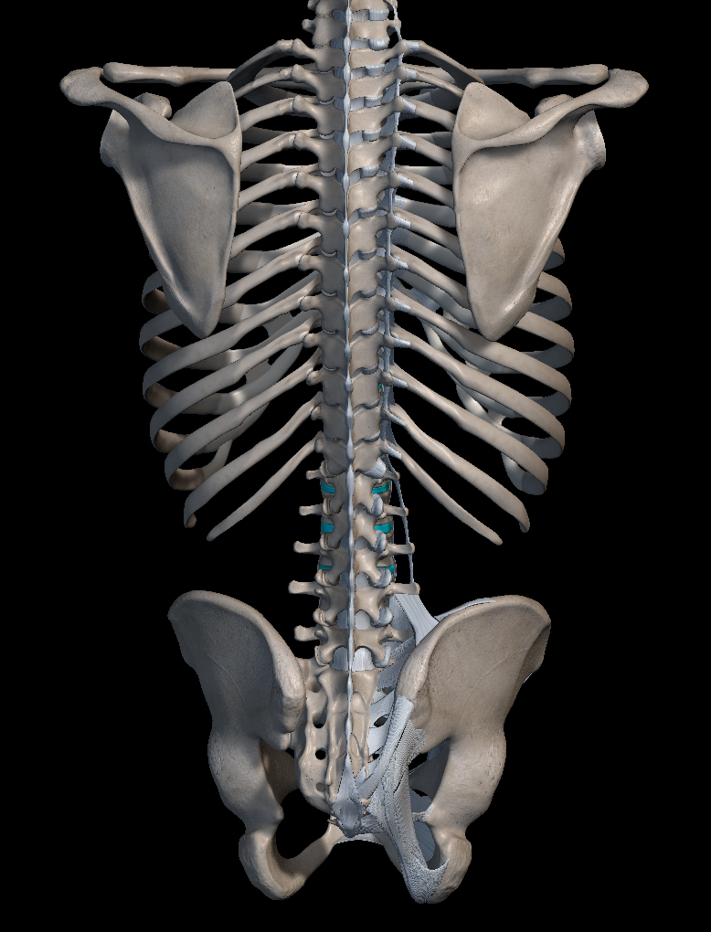 강직성 척추염 원인