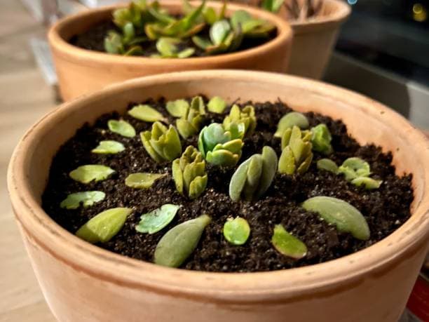 다육이 잎꽂이 번식법