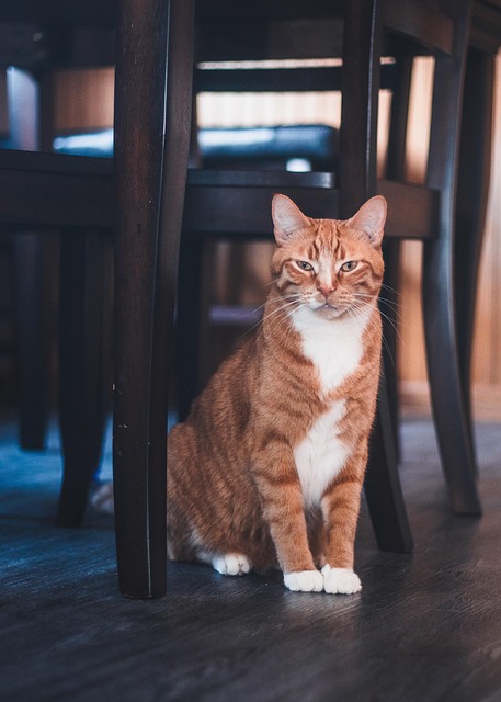 황금빛 고양이 꿈 해몽