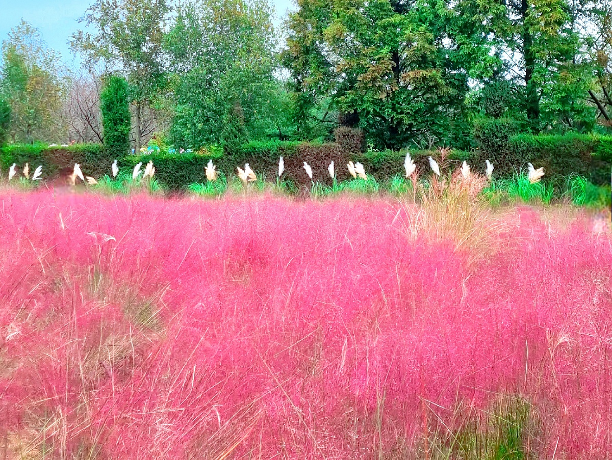 핑크뮬리부터 은행나무길까지, 드림파크 야생화공원 가을 축제와 산책