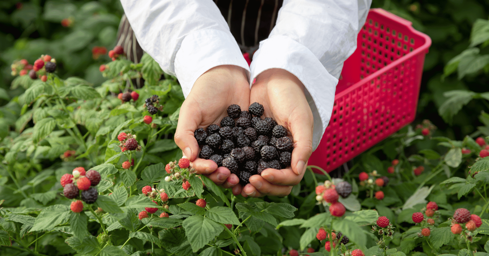 복분자수확시기