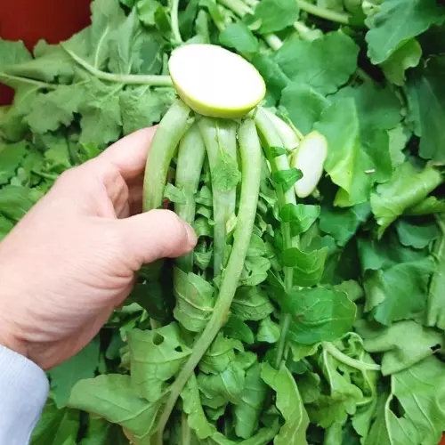 무청 시래기 사진