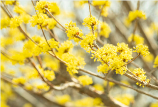 구례 산수유축제 일정