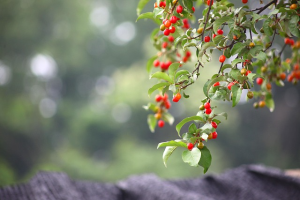 보리수란 어떤 열매인가요