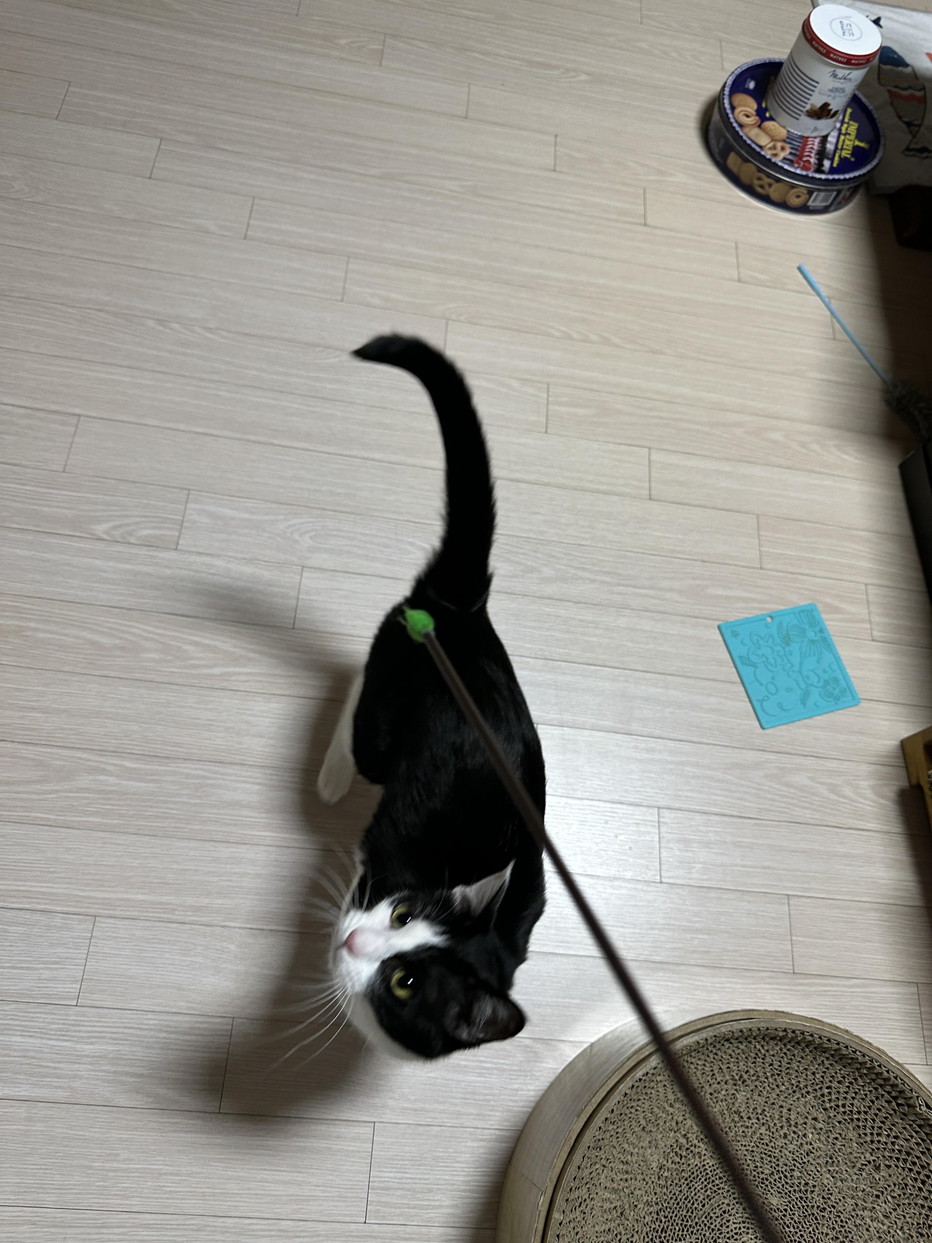 마음이 급한 두리와 그런 두리가 귀여운 집사(feat.먼저 뛰어가지 말라고오 ㅋㅋㅋ)