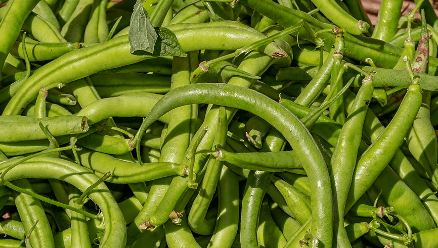 많은 양의 콩이 쌓여 있다