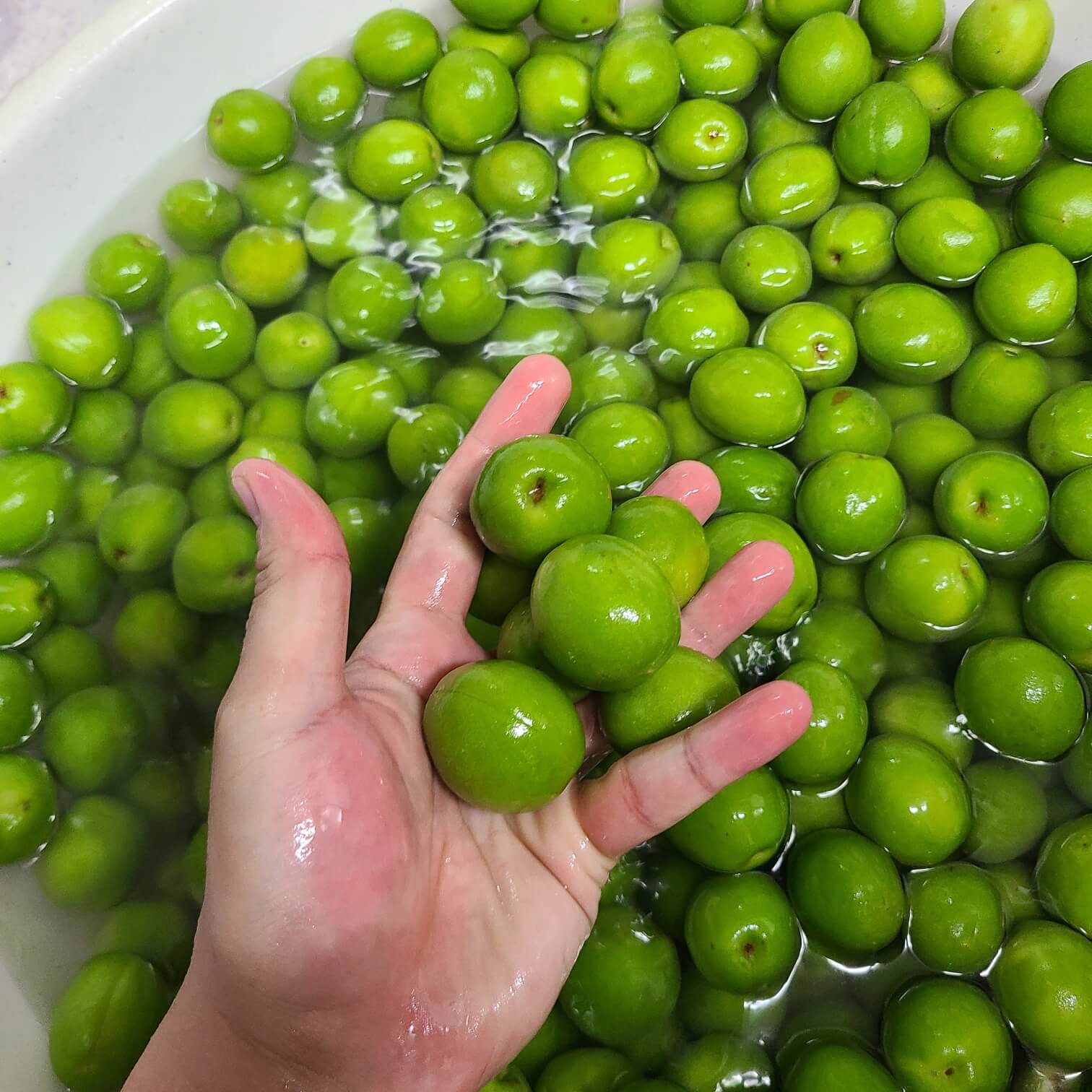 매실 세척
