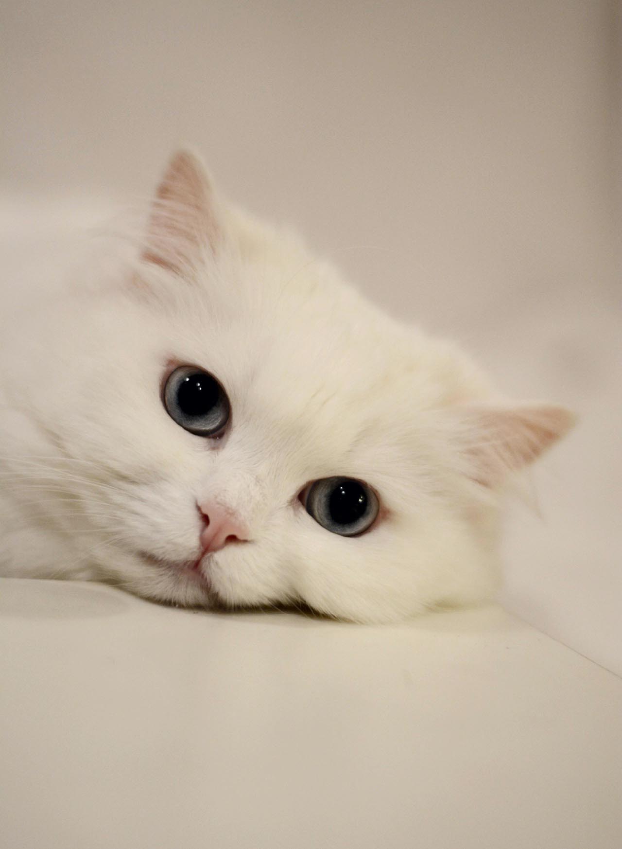 쉬고 있는 고양이