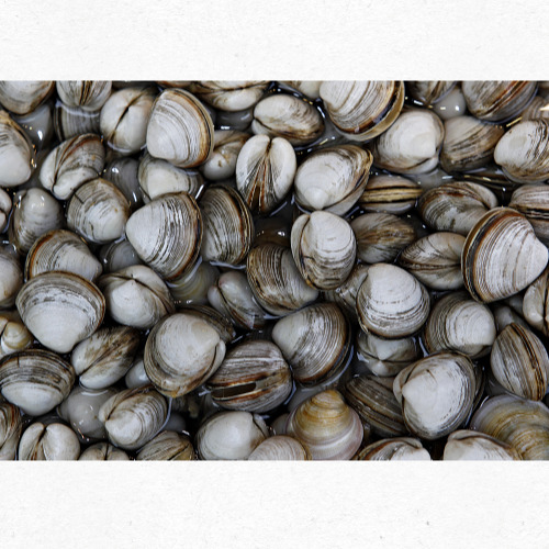 조개 버터구이 캠핑 요리