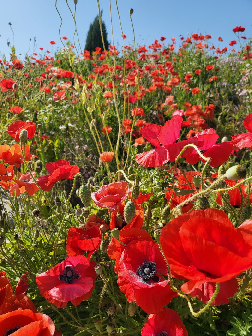  함안가볼만한곳 악양 뚝방길