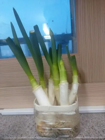 텃밭 대파 키우는 법 토양 북주기 웃거름 병해 예방_18