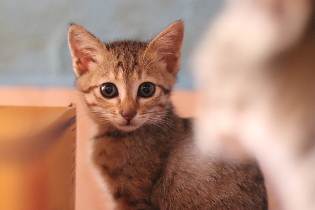 Adoption