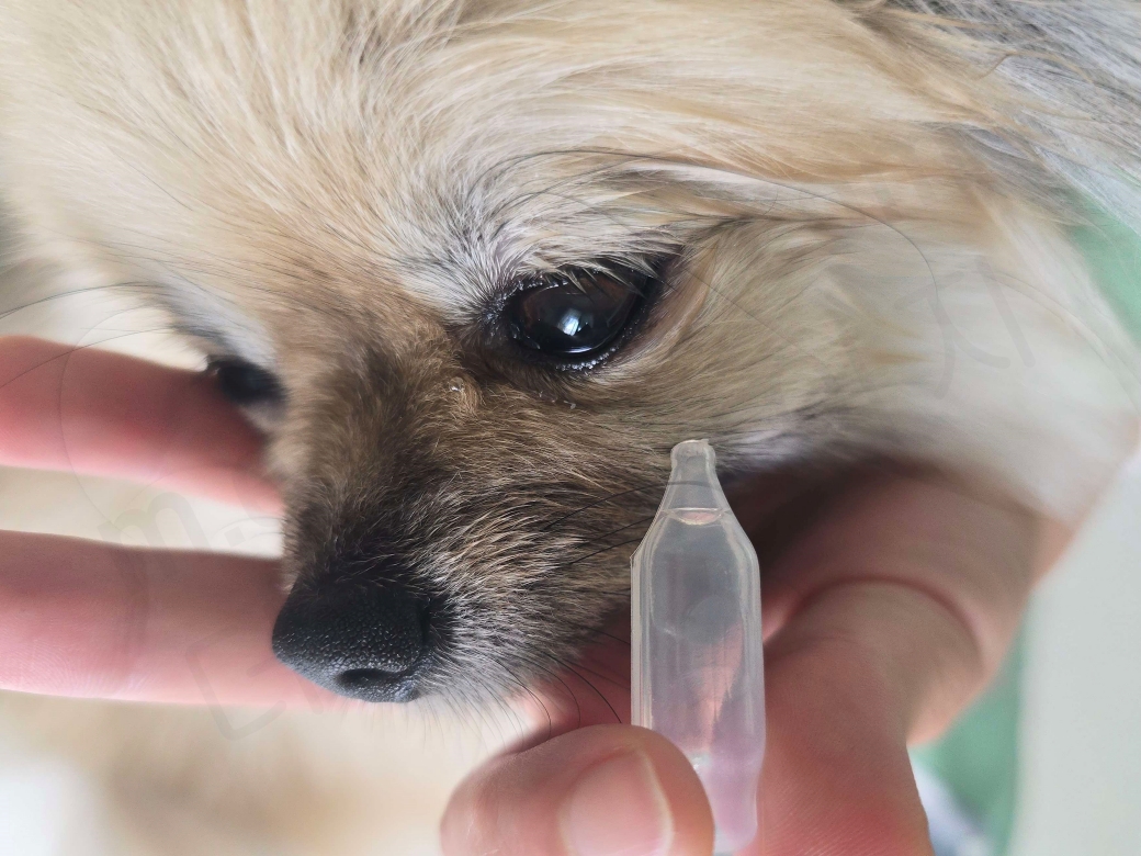 강아지 인공눈물 투여