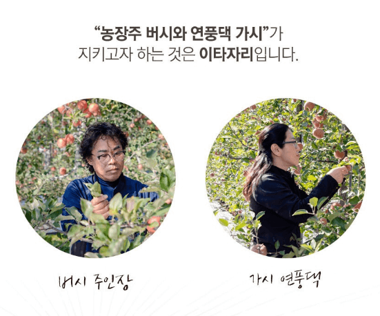 괴산 절임배추 20kg 사전예약 가격비교