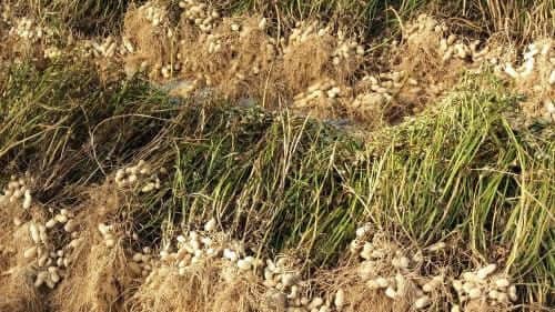 땅콩재배-땅콩캐기-땅콩말리기-땅콩수확