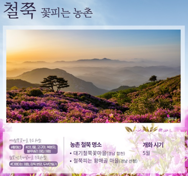 봄꽃 벚꽃개화시기