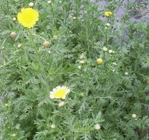 쑥갓의 효능 부작용 고르는법 칼로리 꽃