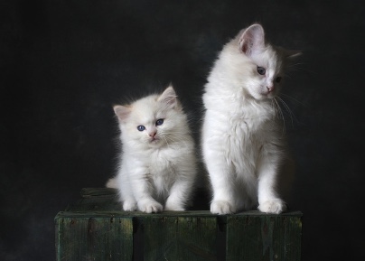 고양이가 다른 고양이를 공격하고 털을 뽑는 행동의 심리적 요인
