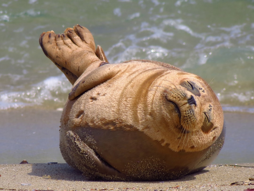 Seal