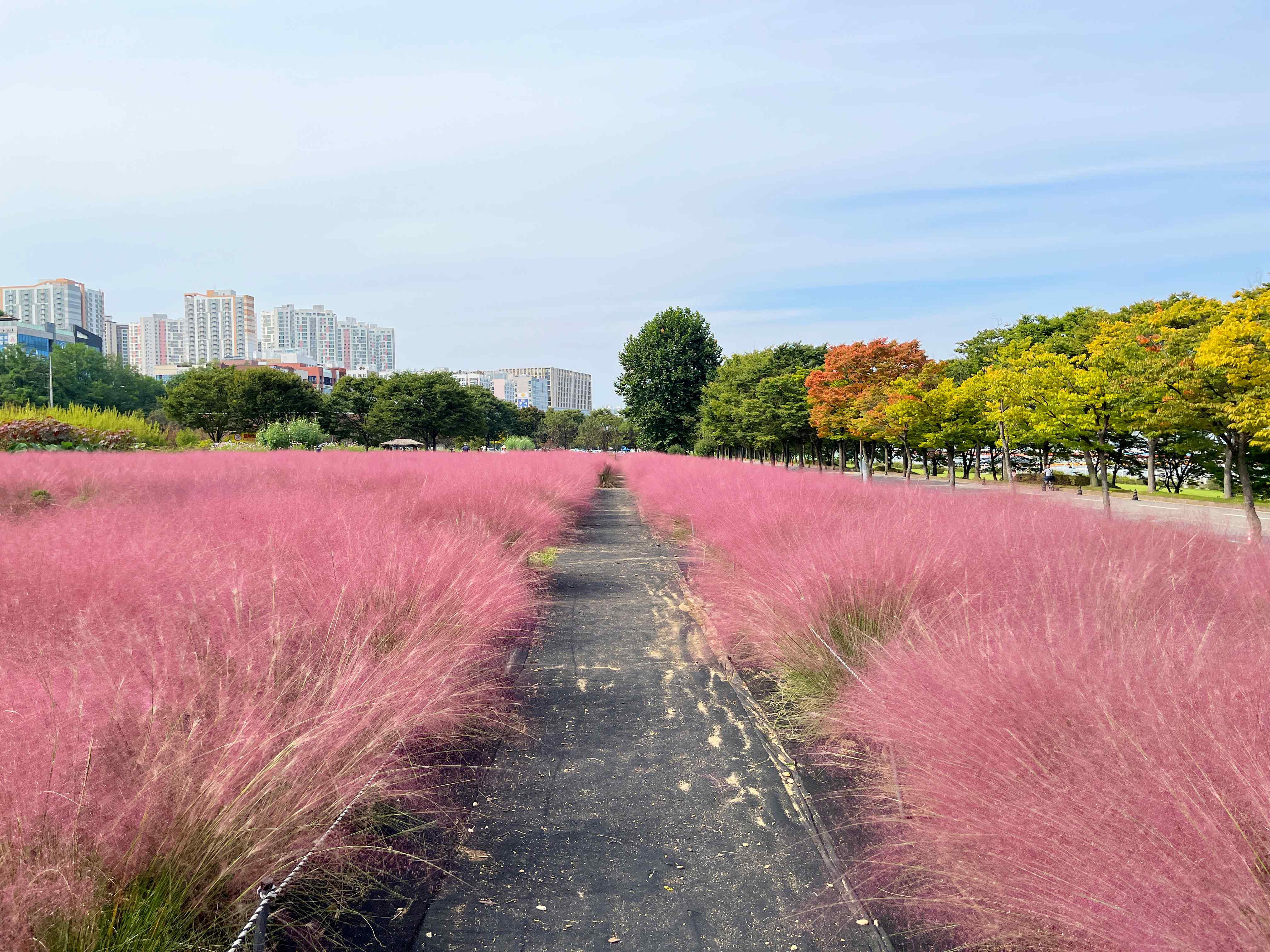 하남 미사경정공원 핑크뮬리