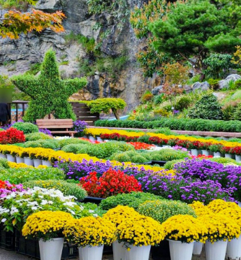 가을국화축제-아침고요수목원-피나클랜드