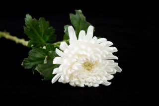 국민연금 유족연금 수급 순위 및 타 연금과의 중복 수급