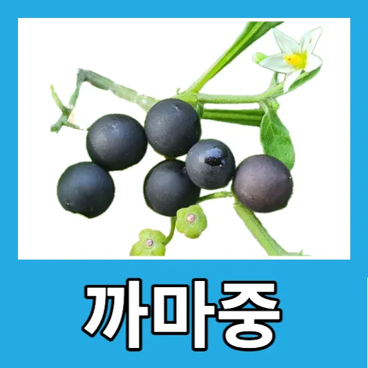 까마중 슈퍼푸드 8가지 효능 부작용 까마중 효소 가루 섭취방법