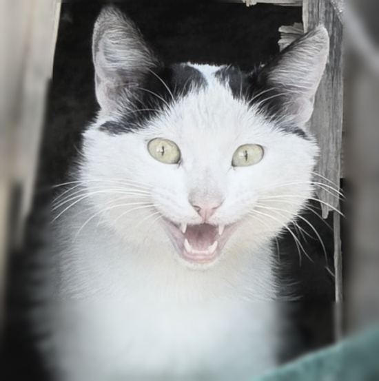 강아지·고양이를 위협하는 ‘저주파 진동 공포’를 이해하는 전문 가이드