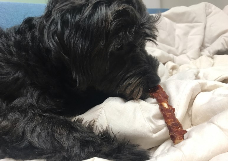 강아지간식 치킨말이스틱 자연의 사랑을 담은 순살득뿜!