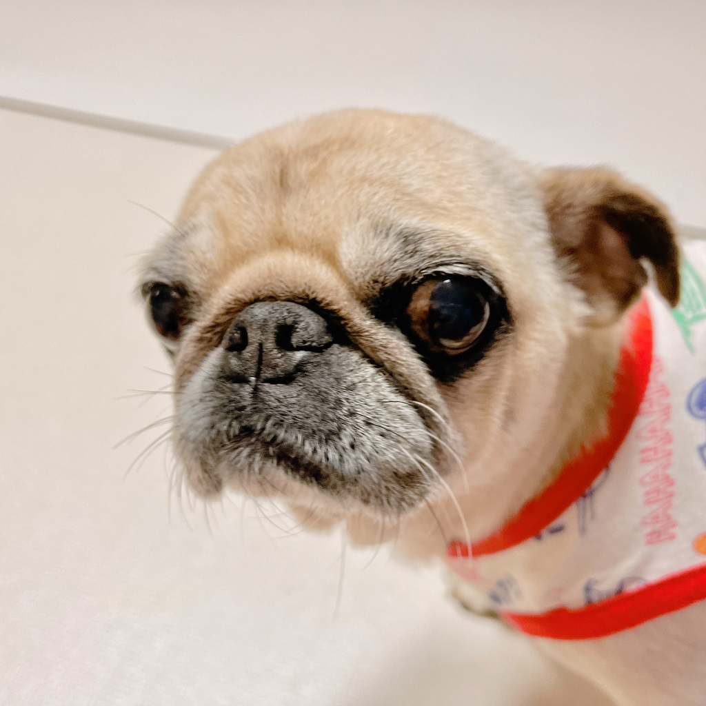 주시하는 복댕이 퍼그