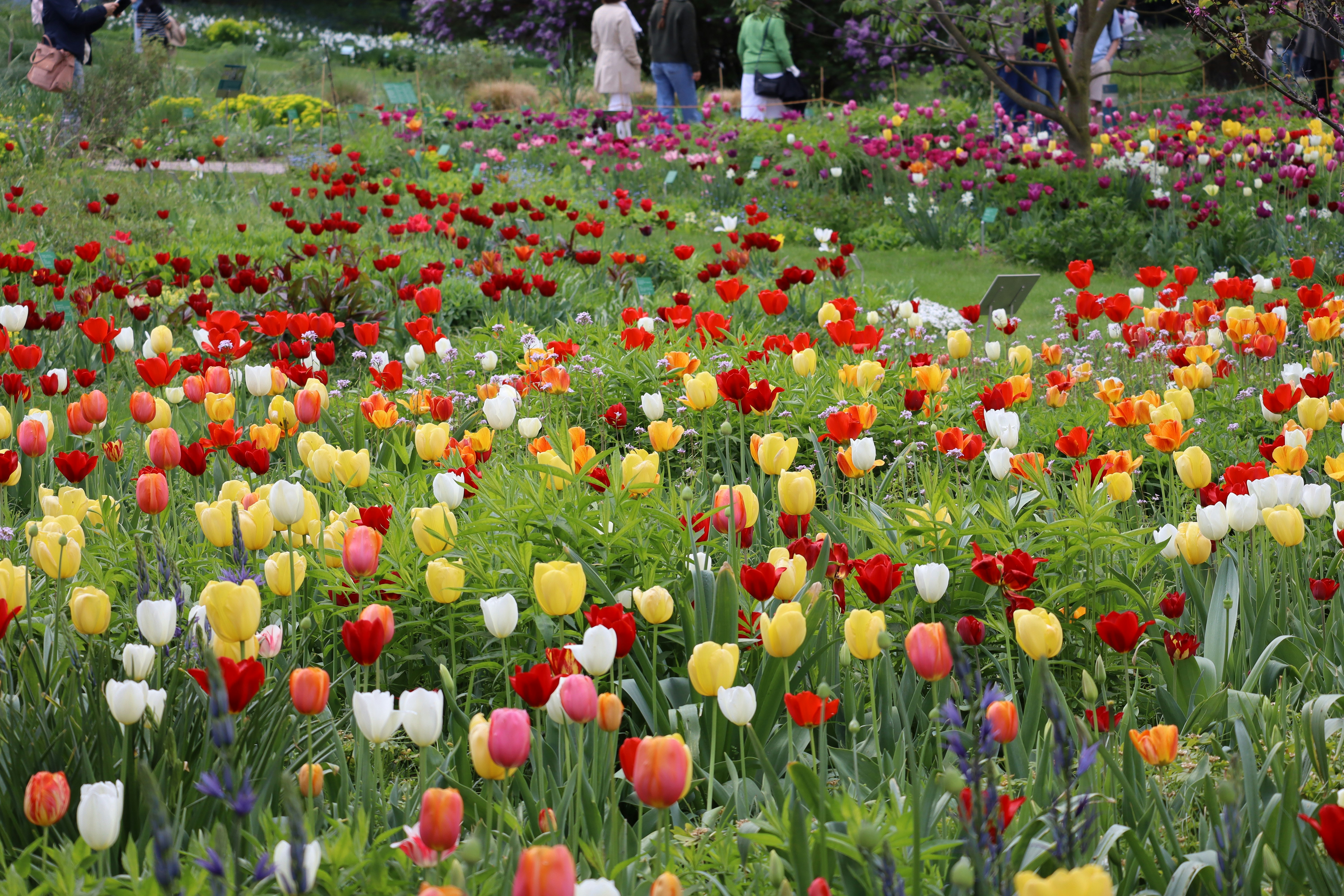 튤립이 가득한 봄 꽃밭 풍경 관련 사진