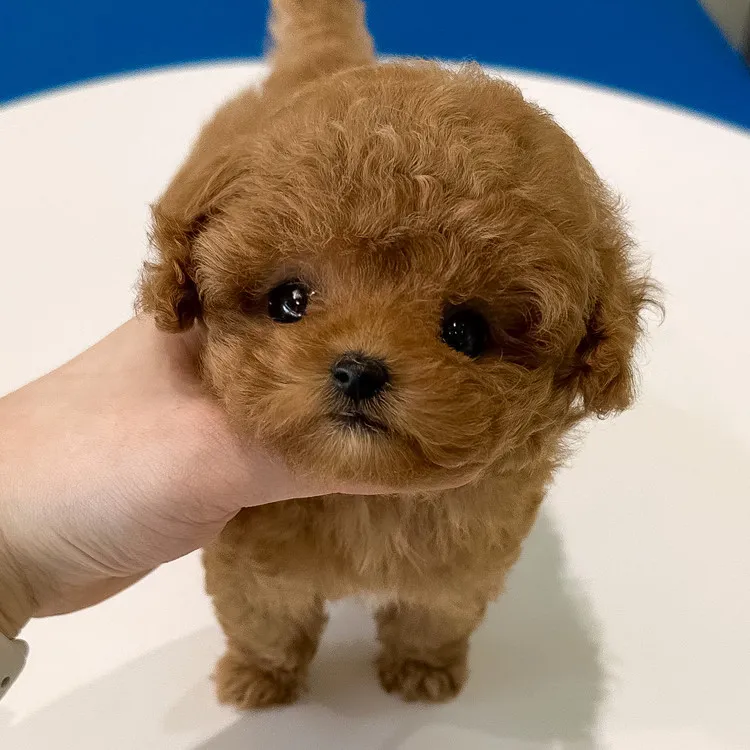 말티푸가격 2024년 솔직한 분양가 정보_7